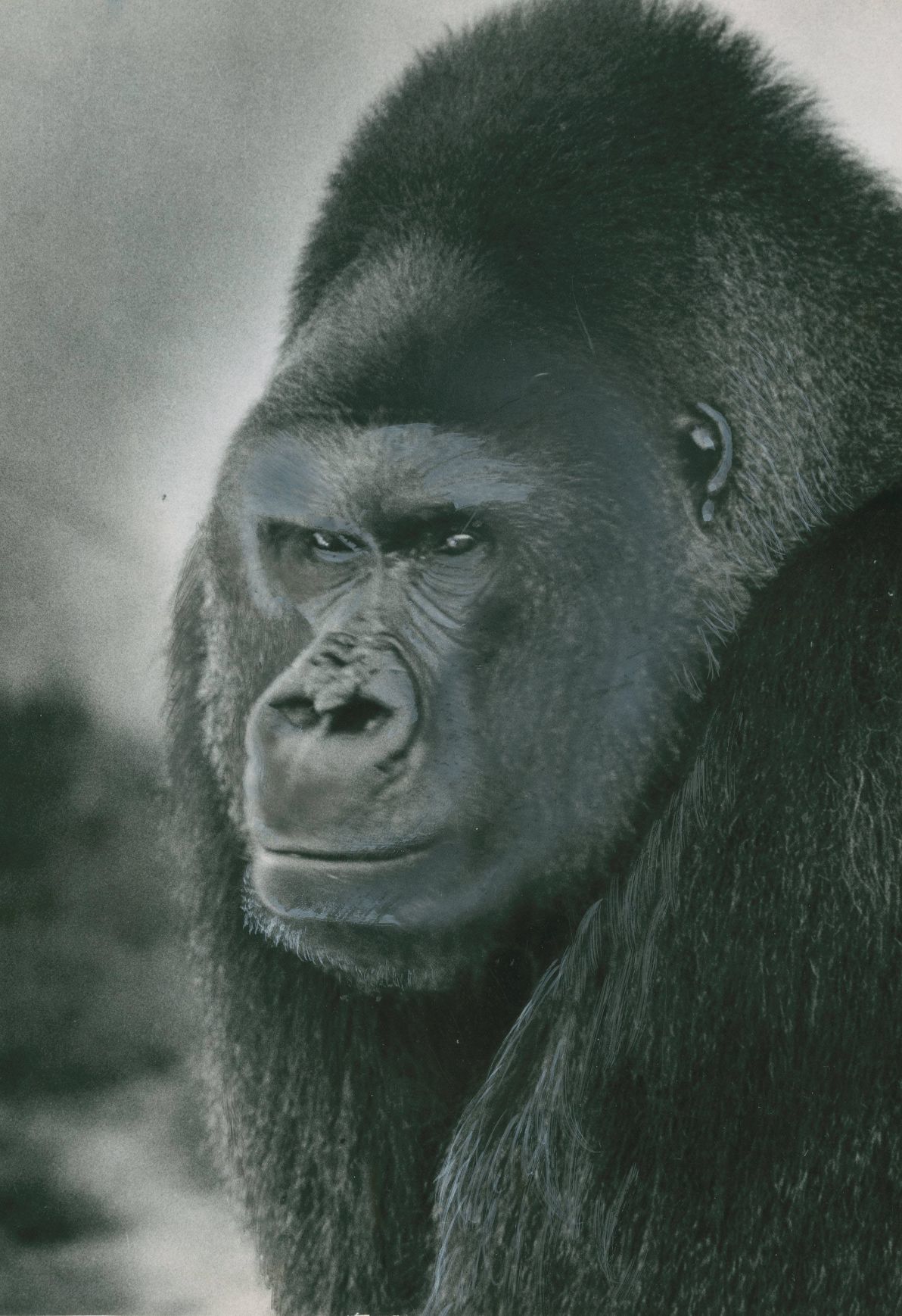20180525_new_zooanimals046